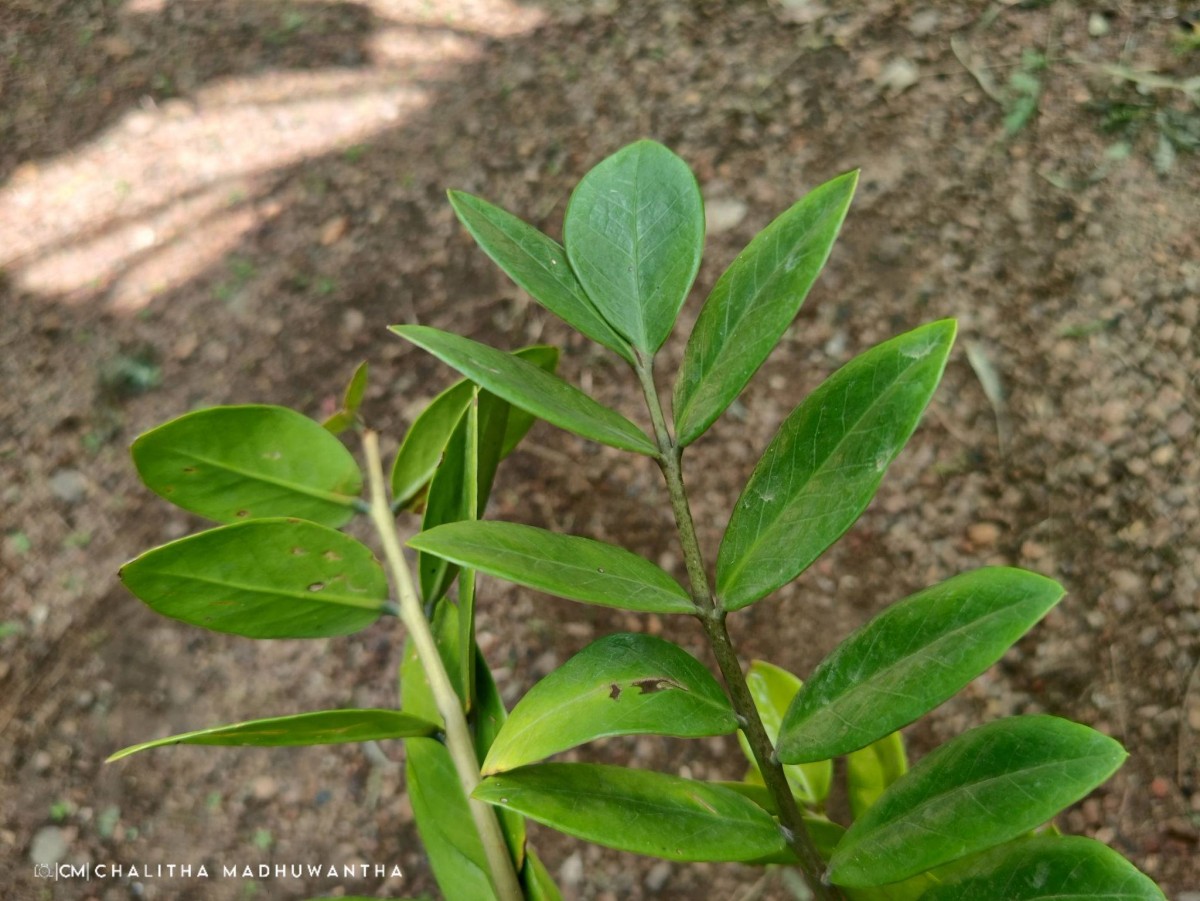 Zamioculcas zamiifolia (G.Lodd.) Engl.